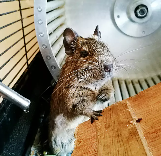 Why Homeowners & Businesses Trust Us Lamont, CA